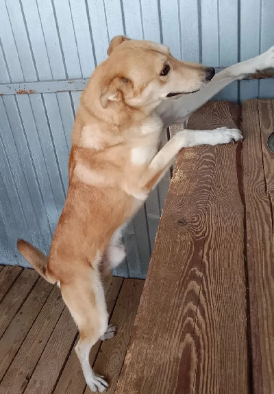 Кличка Дэн Кличка Дэн