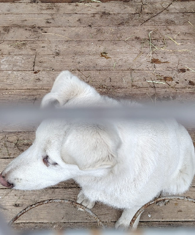 Кличка Жужа Кличка Жужа