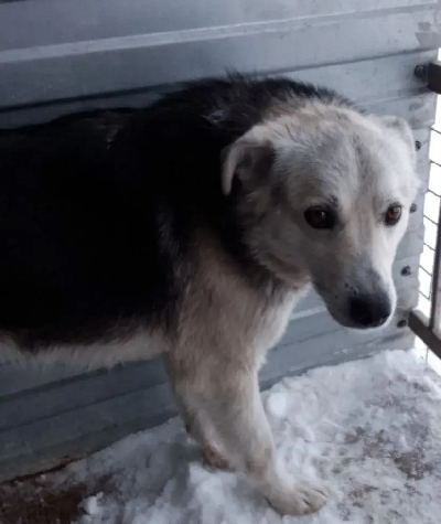 Кличка Рэкс Кличка Рэкс