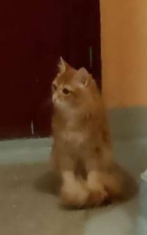 Кличка Рыжик Кличка Рыжик