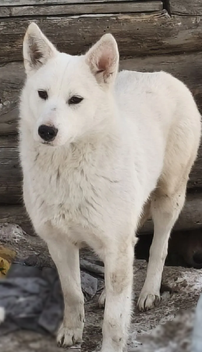 Кличка Белая Кличка Белая