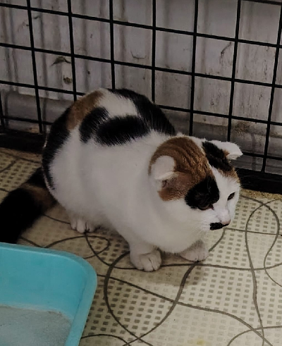 Кличка Пуся Кличка Пуся