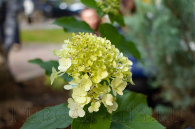 ������� ������ �������� � ������ �� ��.������