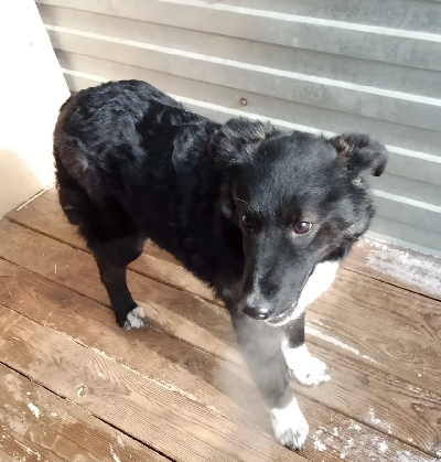 Кличка Найда Кличка Найда