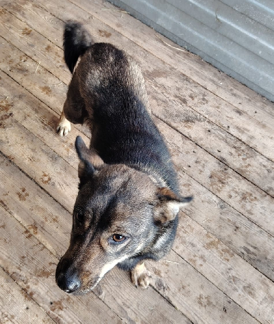 Кличка Шельма Кличка Шельма