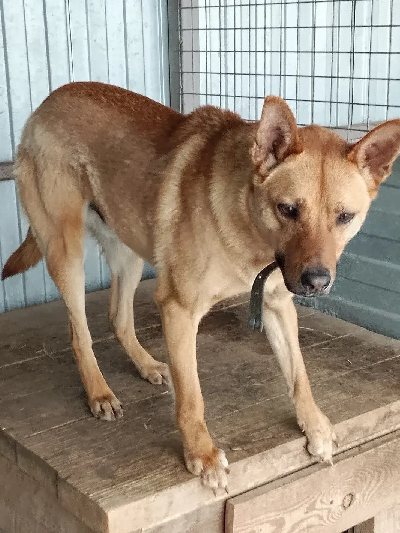 Кличка Рэкс Кличка Рэкс