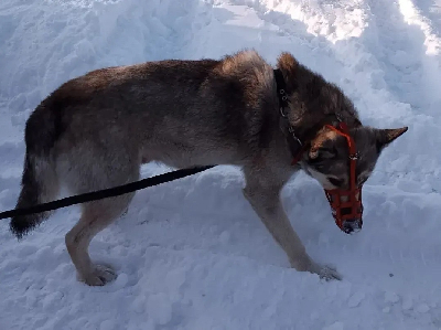 Кличка Серый Кличка Серый