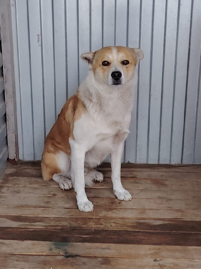 Кличка Рыжик Кличка Рыжик