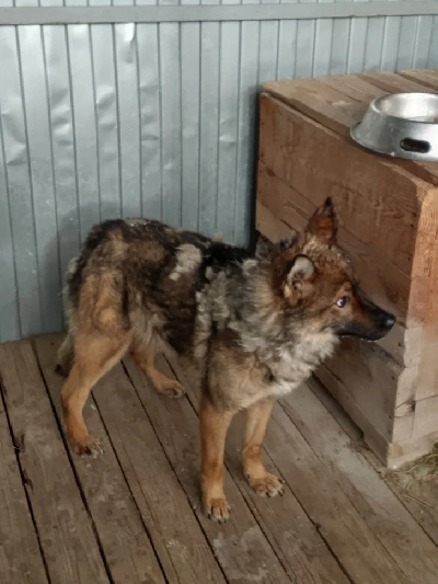 ������ ���