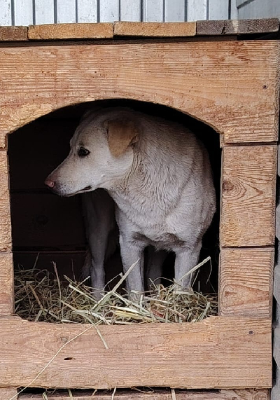 Кличка Гайка Кличка Гайка