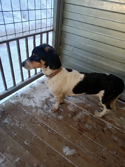 ������ ������