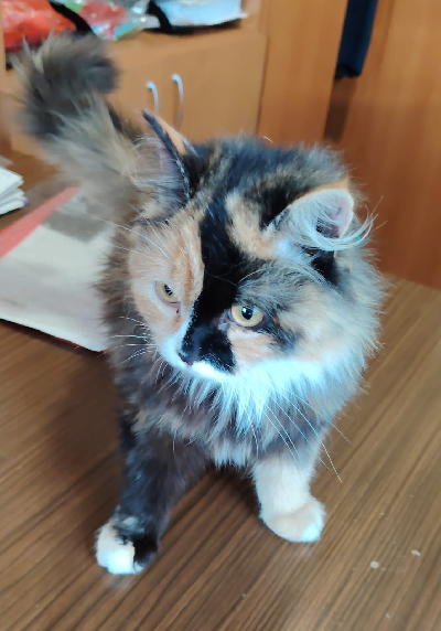 Кличка Верба Кличка Верба